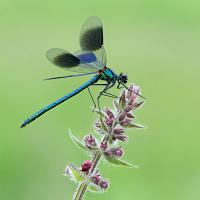 Banded Demoiselle male 2 